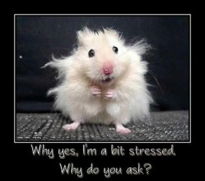 funny-demotivational-posters-stressed